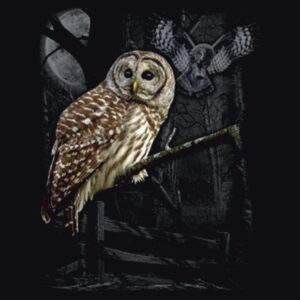 Bagoly a holdfényben