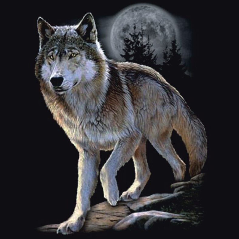 Farkas a holdfényben